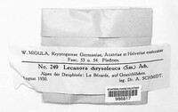 Omphalodina chrysoleuca image